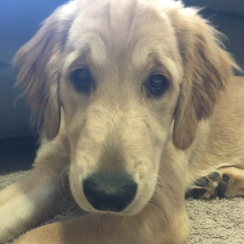 Meet your Posher, Noah